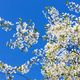 white blossoming twig of cherry tree and blue sky - PhotoDune Item for Sale