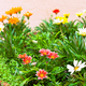 multicolored flowerbed on a street - PhotoDune Item for Sale