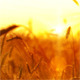 Wheat At Sunset 4 - VideoHive Item for Sale