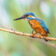 Common European Kingfisher Perched on Reed - PhotoDune Item for Sale