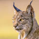 Iberian lynx Portrait on Bright Background - PhotoDune Item for Sale