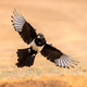 Eurasian Magpie Flying on Bright Background - PhotoDune Item for Sale