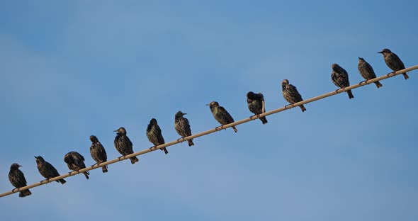 A flock of European starlings (Sturnus vulgaris) roost on overhead wires. Occitanie, France alt