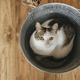 Adorable cat portrait sitting in metal bucket. Cute kitty looking from bucket in rustic room - PhotoDune Item for Sale
