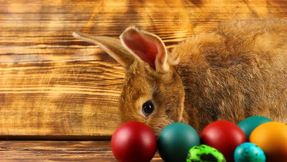 Curious Little Fluffy Brown Bunny Sits on a Wooden Background with Multicolored Painted Easter Eggs alt