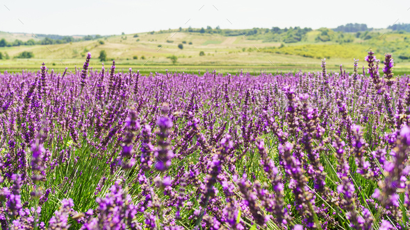 Lavender bushes on field. Sun gleam over purple flowers of lavender.