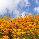 Springtime Wildflowers - PhotoDune Item for Sale