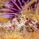Small Sculpin on colorful reef - PhotoDune Item for Sale
