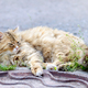 Fluffy street cat lies on the pavement, prefers green grass for relaxation - PhotoDune Item for Sale