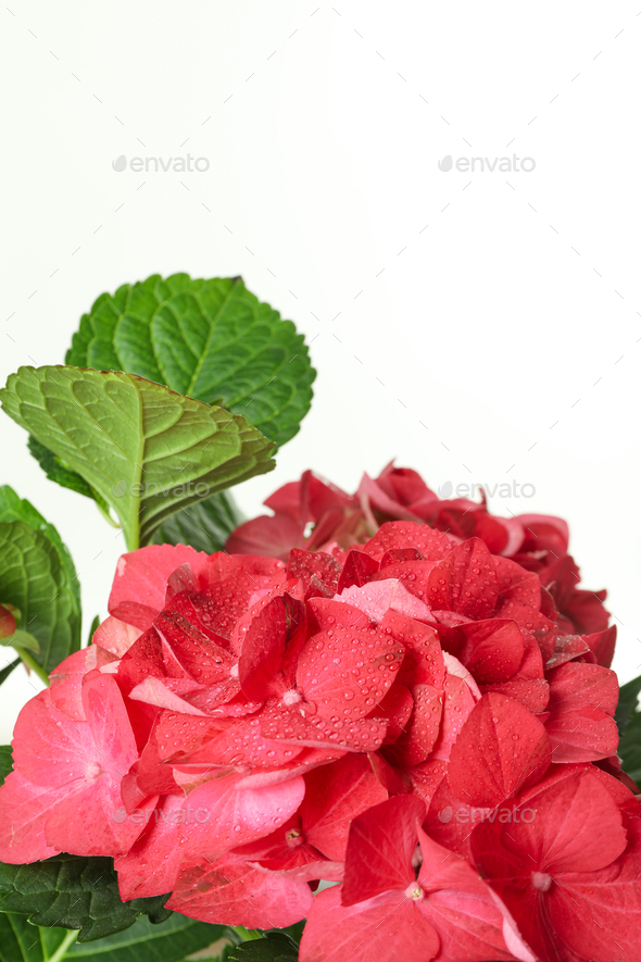 Image of Crimson hydrangea flower against white background
