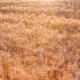 Wheat field in sunset. Harvest agriculture concept. - PhotoDune Item for Sale