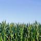Corn crops field panorama with blue sky - PhotoDune Item for Sale