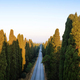 The cypress-lined avenue that leads from San Vito to Bolgheri Italy - PhotoDune Item for Sale