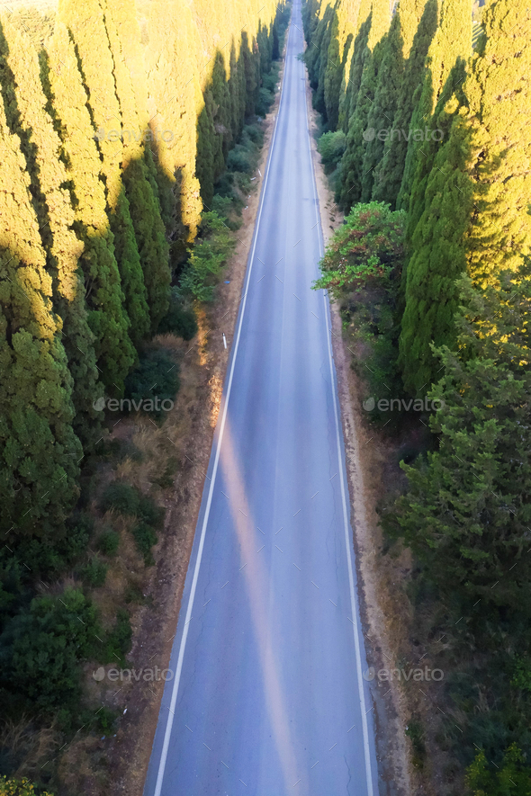 The cypress-lined avenue that leads from San Vito to Bolgheri Italy - Stock Photo - Images