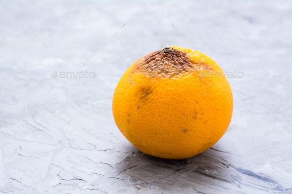 Beginner to rot spoiled mandarin on a concrete background - Stock Photo - Images