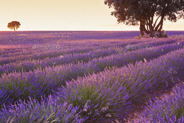 Lavender fields at sunset in Brihuega. Guadalajara, Spain. Agriculture - Stock Photo - Images