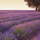 Lavender fields at sunset in Brihuega. Guadalajara, Spain. Agriculture - PhotoDune Item for Sale