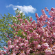 Beautiful branches of flowering spring trees on blue sky - PhotoDune Item for Sale