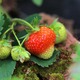 Branch with bright ripening strawberries - PhotoDune Item for Sale