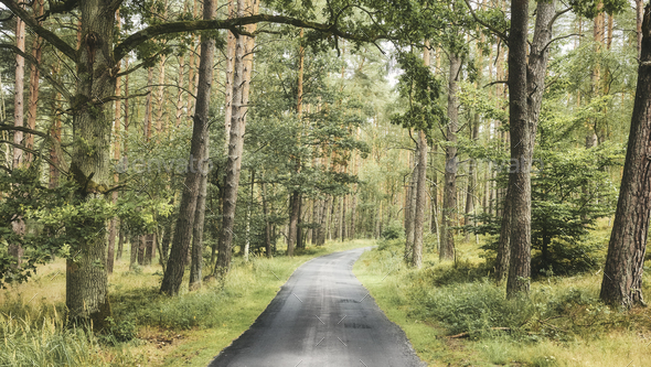 Asphalt path in a forest - Stock Photo - Images