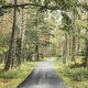Asphalt path in a forest - PhotoDune Item for Sale