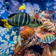 tropical fish on a coral reef - PhotoDune Item for Sale