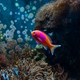 Underwater scene. Coral reef, fish groups in clear ocean water - PhotoDune Item for Sale