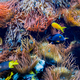 Underwater Scene With Coral Reef And Tropical Fish - PhotoDune Item for Sale