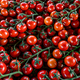 Fresh organic cherry tomatoes as background - PhotoDune Item for Sale