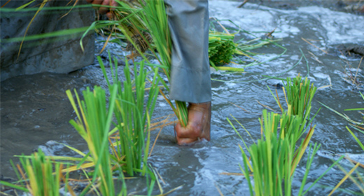 Hasawi rice cultivation