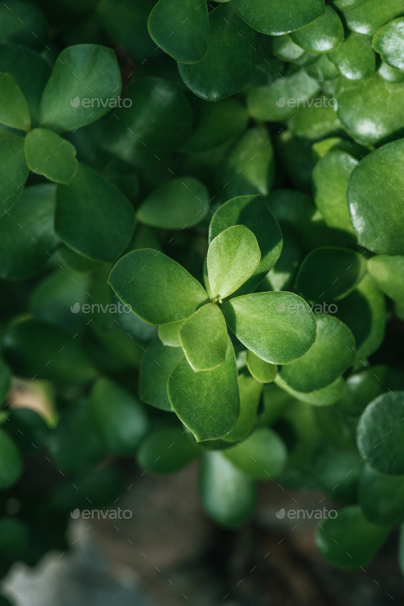 close up of green aichryson succulent plant - Stock Photo - Images