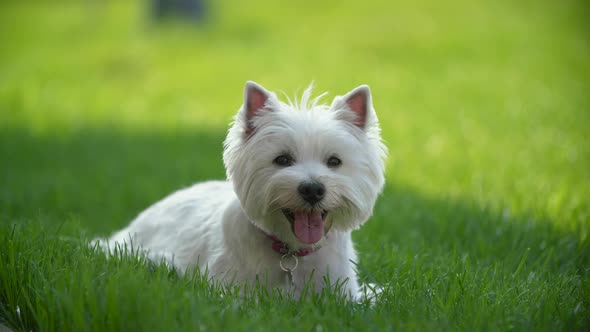 West Highland White Terrier Portrait with Ball alt
