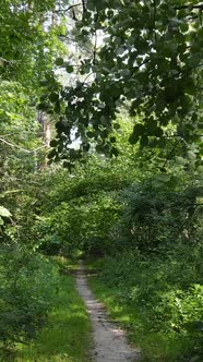 Vertical Video of Green Forest By Day alt