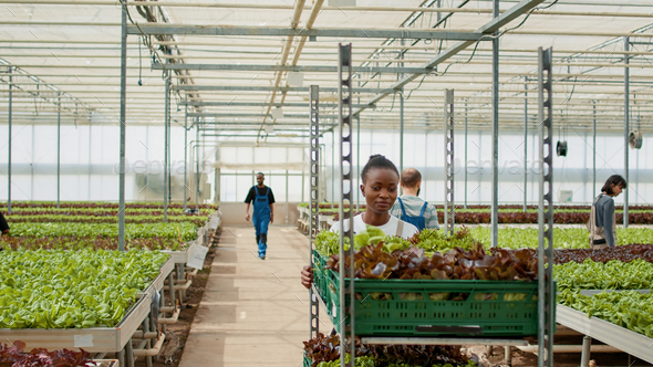 African american greenhouse worker pushing rack of crates with lettuce harvest while diverse workers