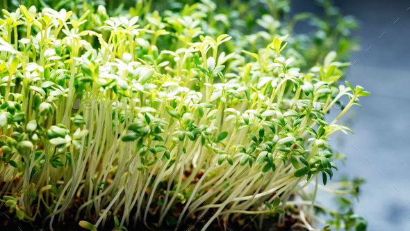 Closeup horizontal background from organic microgreen of watercress. Seed Germination at home.