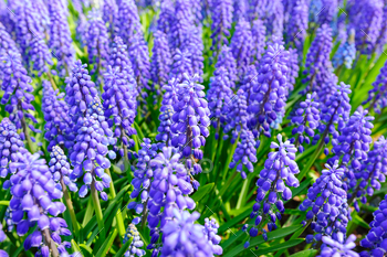 hyacinth field closeup in Netherlands