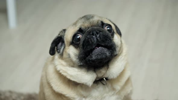 Closeup Portrait of a Pug Dog Surprised Growling and Indignant Looking at the Camera alt