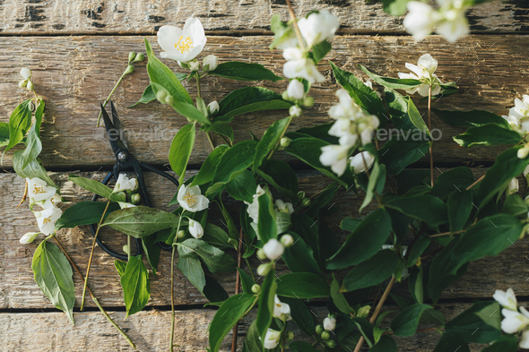 Beautiful jasmine flowers and scissors flat lay on rustic wooden background in sunny light