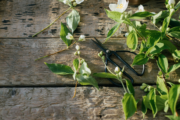 Beautiful jasmine flowers and scissors on rustic wood in sunny light. Flowers in countryside