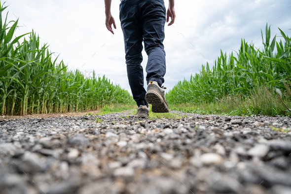 Man walking on a country road running between green corn fields