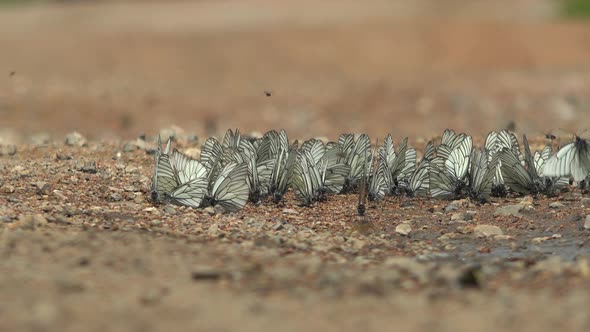 Large Flock of Aporia Crataegi Butterflies and Black-Veined White Butterfly on Ground Surface alt