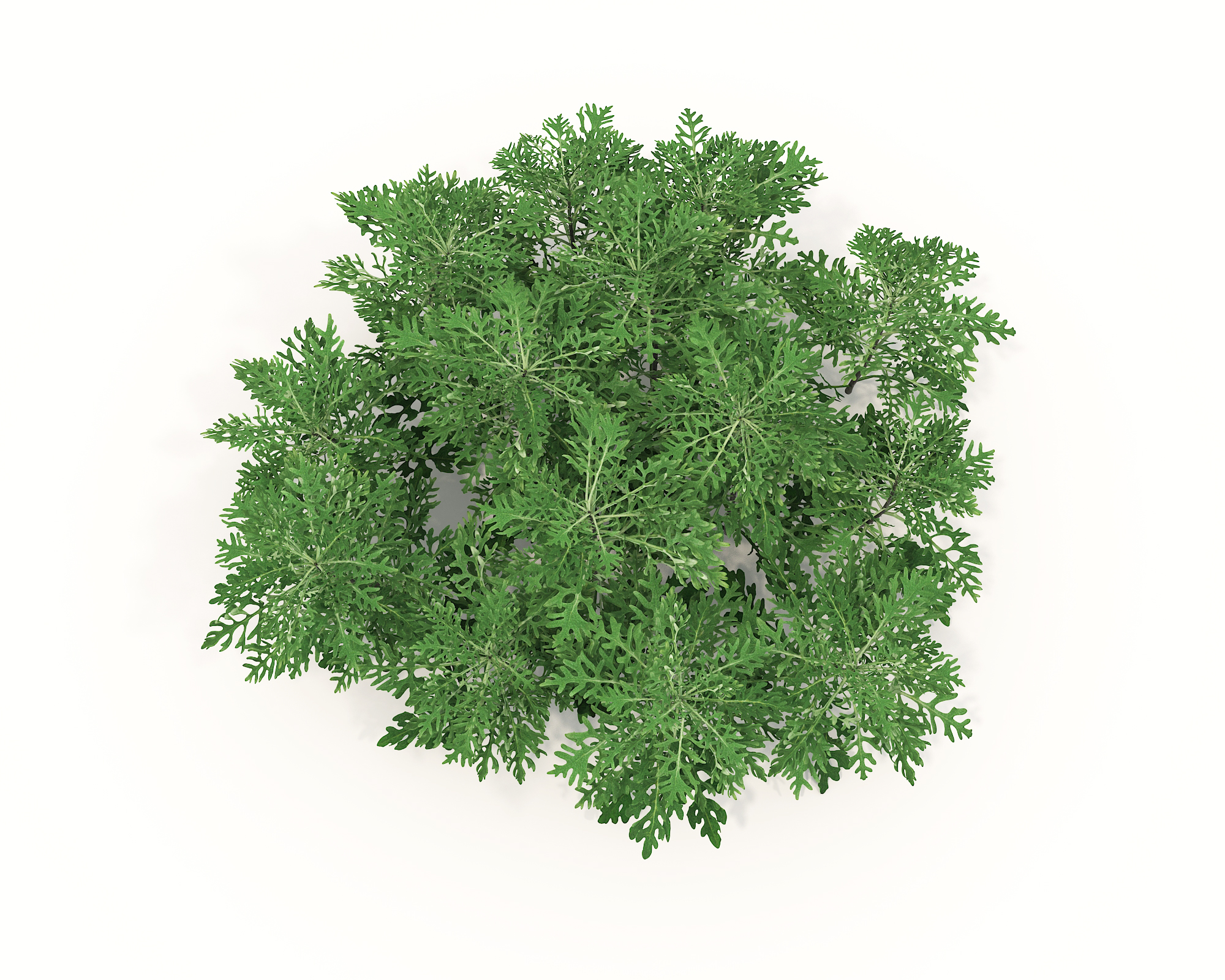 Realistic Shrub Bush Set by nhattuankts | 3DOcean