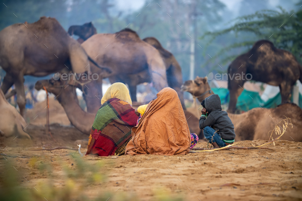 Camels at the Pushkar Fair, also called the Pushkar Camel Fair - Stock Photo - Images