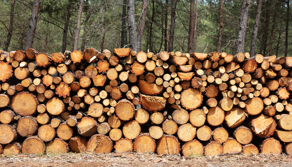 firewood pile