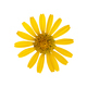 Yellow ox-eye flowerhead, isolated on white background - PhotoDune Item for Sale
