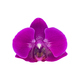 Purple orchid flowerhead, isolated on white background - PhotoDune Item for Sale