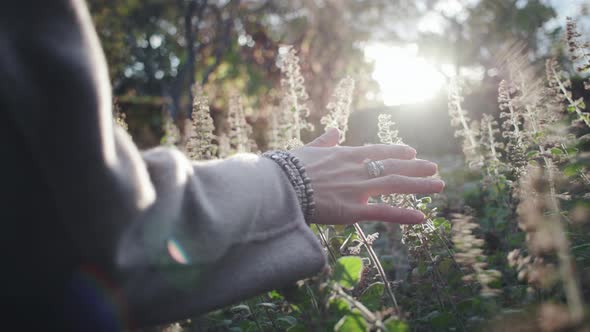 Woman'S Hand Touching Sunlit Plants