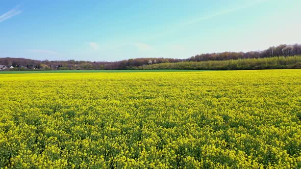Rapeseed field in summer, Germany alt