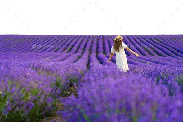 Young woman in a white dress walking in a lavender field - Stock Photo - Images