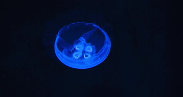 Underwater Shot of Aurelia Hawaii Moon Jellyfish Saucer Jelly Floating in the Dark Aquarium alt